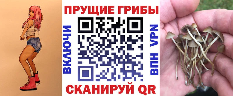 darknet телеграм  Волоколамск  Псилоцибиновые грибы Cubensis 
